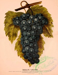 grapes-00006 - 052-Grape [2140x2744]