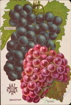 grapes-00070 - 043-Grapes [3717x5466]