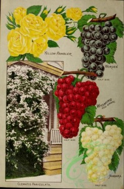 grapes-00080 - 091-Currant, Rose, Grapes [3239x4926]