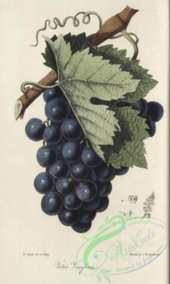 grapes-00138 - vitis vinifera [1840x3065]