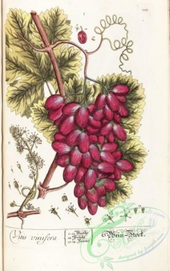 grapes-00175 - vitis vinifera, Common Grape Vine [2504x3980]