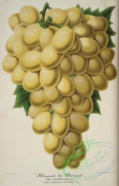 grapes-00178 - Bowood Muscat Grapes [4030x6252]