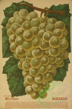 grapes-00492 - 057-White Grape