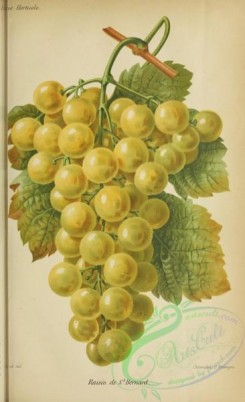 grapes-00512 - Grape