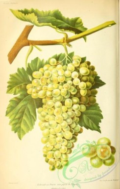 grapes-00514 - Grape, 2