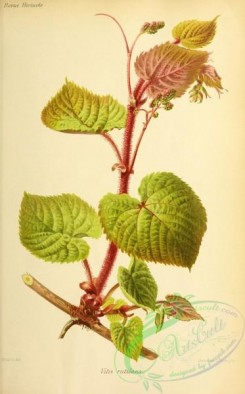 grapes-00517 - vitis rutilans