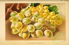 grapes-00524 - Grape, 2