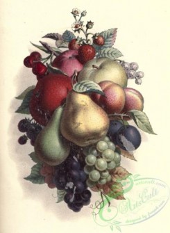 grapes-00549 - Grapes, Pear, Apple, Strawberry