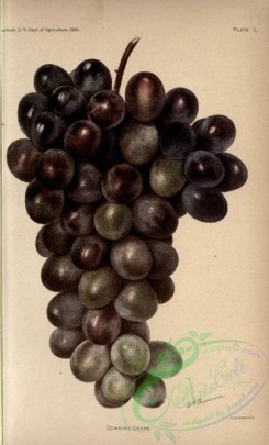 grapes-00551 - Downing Grape