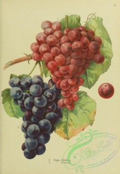 grapes-00561 - Brighton Grape, Concord Grape