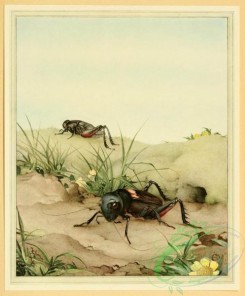 grasshoppers-00006 - Field Cricket