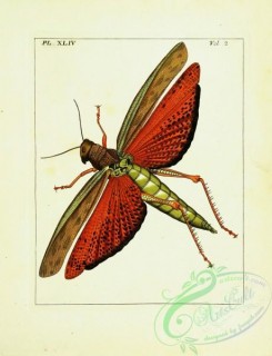 grasshoppers-00009 - Gryllus, Locust, 3