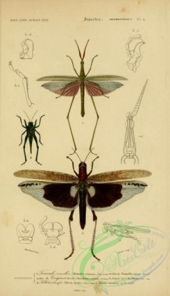 grasshoppers-00016 - 024-truxalis, acridium, tetrix