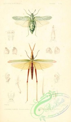 grasshoppers-00026 - 043-pneumora, truxalis
