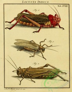 grasshoppers-00048 - 018-locusta, Grasshopper