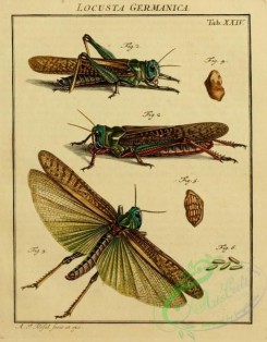 grasshoppers-00053 - 023-locusta, Grasshopper