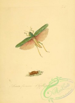 grasshoppers-00080 - 037-locusta, gryllotalpa