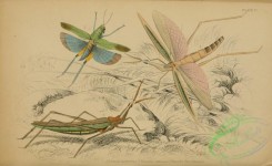 grasshoppers-00090 - 014-locusta, truxalis