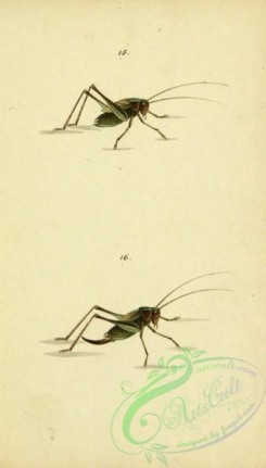grasshoppers-00097 - 006-locusta