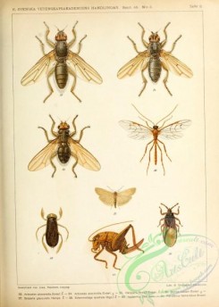 grasshoppers-00129 - 009-actoceles, heloparia, ophion, scoparia, ectemnostega, isodermus, parudenus