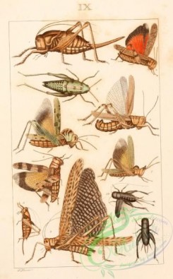 grasshoppers-00141 - anabrus, oedipoda, tomonotus, brachypeplus, caloptenus, gryllus, acrolophitus, decticus, locusta, acheta