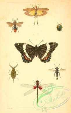 grasshoppers-00159 - 001-nepa, agrion, mutilla, asilus, erax, cassida, coptocycla, locusta, oedipoda, nymphalis