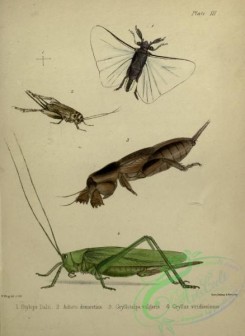 grasshoppers-00176 - stylops, acheta, gryllotalpa, gryllus