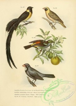 grosbeaks-00002 - Paradise Wydah-bird, ploceus sanguinirostris, tatao guianensis, Slate-colored Grosbeak