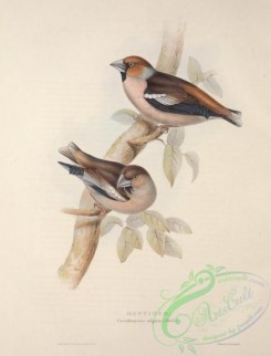 grosbeaks-00028 - Hawfinch, coccothraustes vulgaris