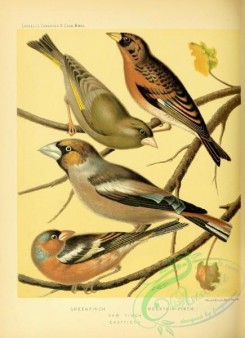 grosbeaks-00044 - Greenfinch, Mountain Finch, Hawfinch, Chaffinch
