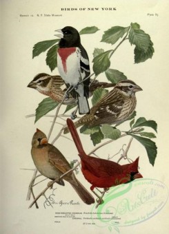 grosbeaks-00076 - Rose-breasted Grosbeak, Cardinal