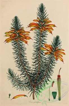 heaths-00026 - 026-erica grandiflora