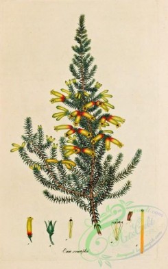 heaths-00058 - 058-erica sernatifolia