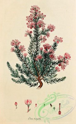 heaths-00063 - 063-erica taxifolia
