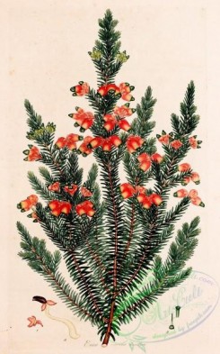 heaths-00213 - 069-erica vernix longiflora