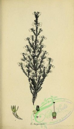 heaths-00343 - 026-erica margaritacea