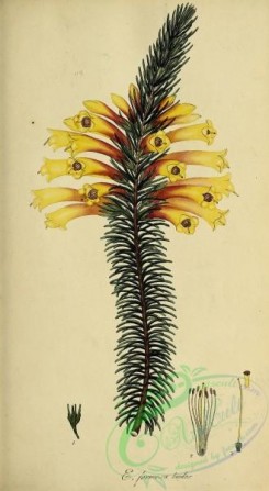 heaths-00384 - 017-erica formosa bicolor