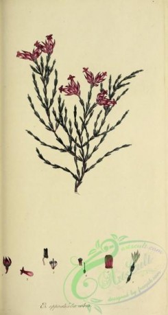heaths-00497 - 030-erica oppositifolia rubra
