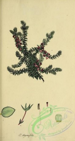 heaths-00512 - 045-erica thymifolia