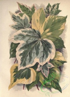 herbarium-00028 - Ivy, hedera canescens, hedera discolor, hedera marginata major, hedera argentea minor, hedera marginata rubra, hedera striata, hedera luteola [2832x3884]