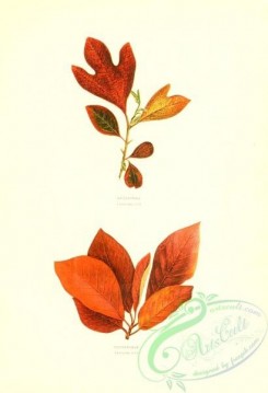 herbarium-00070 - Sassafras, Pepperidge [2176x3182]