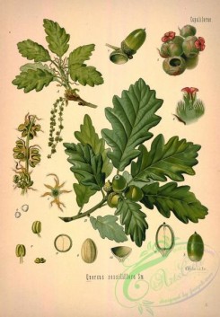 herbarium-00114 - quercus sessiliflora