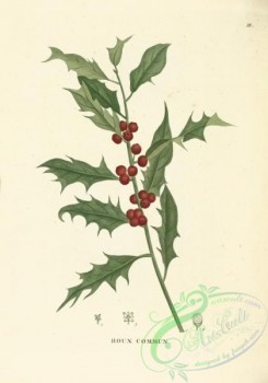 herbarium-00119 - Ilex aquifolium