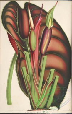 herbarium-00210 - alocasia metallica
