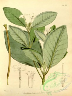 herbarium-00286 - dolicholobium longissimum