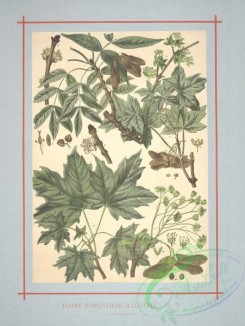 herbarium-00367 - fraxinus excelsior, acer platanoides