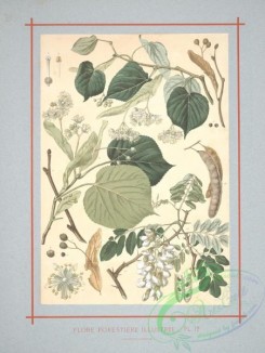 herbarium-00372 - robinia pseudacacia, tilia sylvestris, tilia platyphylla