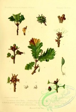herbarium-00512 - andricus inflator, andricus mayri, andricus glandulae, andricus globuli, andricus callidoma, cynips amblycera, andricus glandulae