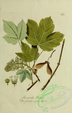 herbarium-00544 - acer pseudo-platanus