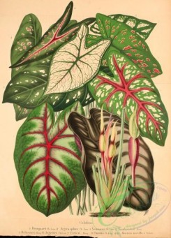 herbarium-00566 - caladium